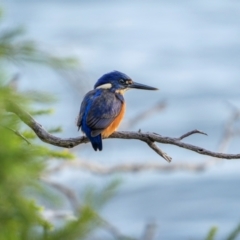 Ceyx azureus (Azure Kingfisher) at Bournda Environment Education Centre - 28 Apr 2024 by trevsci