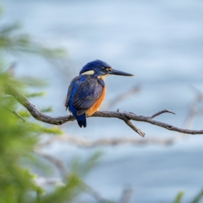 Ceyx azureus (Azure Kingfisher) at Bournda National Park - 29 Apr 2024 by trevsci