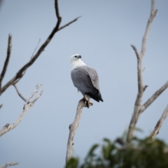 Haliaeetus leucogaster (White-bellied Sea-Eagle) at Bournda National Park - 29 Apr 2024 by trevsci