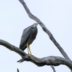 Egretta novaehollandiae (White-faced Heron) at Bournda Environment Education Centre - 28 Apr 2024 by trevsci