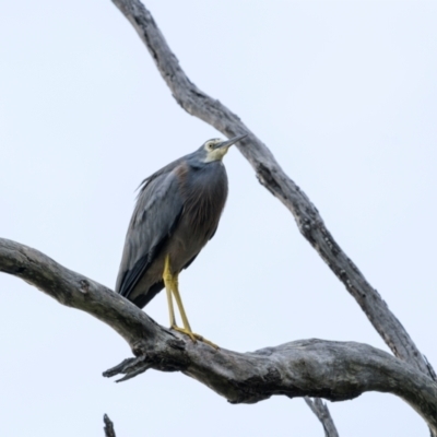 Egretta novaehollandiae (White-faced Heron) at Bournda National Park - 28 Apr 2024 by trevsci