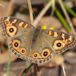 Junonia villida at Stranger Pond - 1 May 2024 02:10 PM