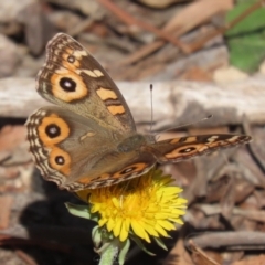 Junonia villida at Stranger Pond - 1 May 2024 02:10 PM