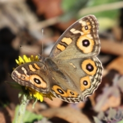 Junonia villida at Stranger Pond - 1 May 2024