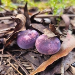 Russula sp. (Russula) at Tallaganda State Forest - 1 May 2024 by Csteele4