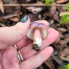 Russula sp. (genus) at Tallaganda State Forest - 1 May 2024