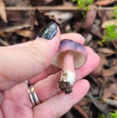 Russula sp. (genus) at Tallaganda State Forest - 1 May 2024