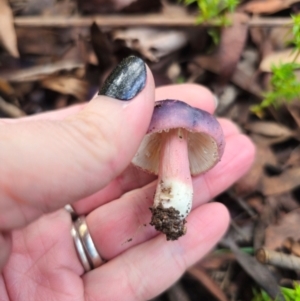 Russula sp. (genus) at Tallaganda State Forest - 1 May 2024