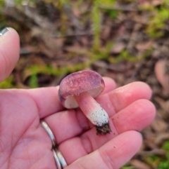 Russula sp. (genus) at Tallaganda State Forest - 1 May 2024