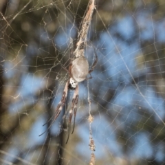 Trichonephila edulis (Golden orb weaver) at Gundaroo, NSW - 1 May 2024 by AlisonMilton