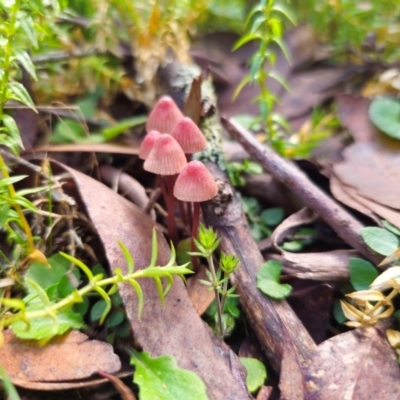 Mycena kuurkacea (Bleeding Mycena) at Tallaganda State Forest - 1 May 2024 by Csteele4