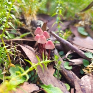 Mycena kuurkacea at QPRC LGA - 1 May 2024