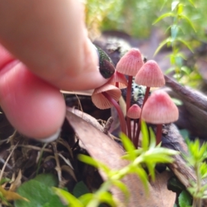 Mycena kuurkacea at QPRC LGA - 1 May 2024