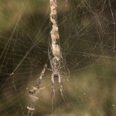 Unidentified Orb-weaving spider (several families) at Gundaroo, NSW - 1 May 2024 by AlisonMilton