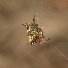 Austracantha minax (Christmas Spider, Jewel Spider) at MTR591 at Gundaroo - 1 May 2024 by AlisonMilton