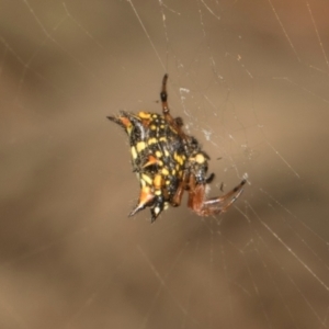 Austracantha minax (Christmas Spider, Jewel Spider) at MTR591 at Gundaroo by AlisonMilton