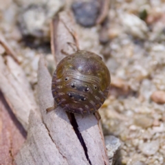 Solenotichus circuliferus (Solenotichus shield bug) at Namadgi National Park - 25 Feb 2024 by KorinneM