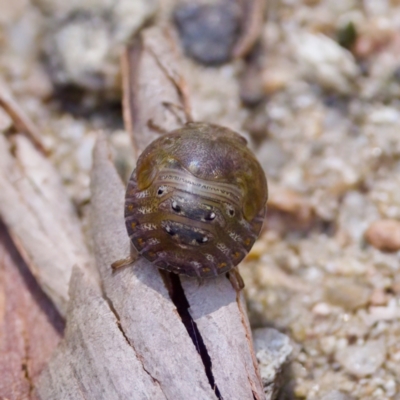 Solenotichus circuliferus (Solenotichus shield bug) at Namadgi National Park - 25 Feb 2024 by KorinneM