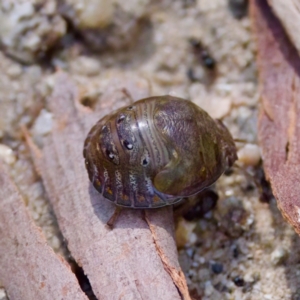 Solenotichus circuliferus at Namadgi National Park - 25 Feb 2024 03:01 PM