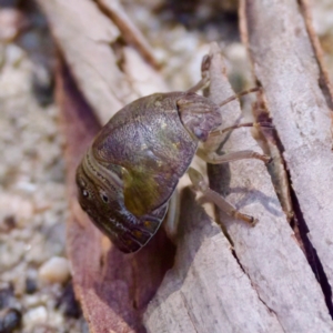 Solenotichus circuliferus at Namadgi National Park - 25 Feb 2024 03:01 PM