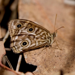 Geitoneura acantha (Ringed Xenica) at Cotter River, ACT - 25 Feb 2024 by KorinneM