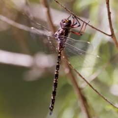 Austroaeschna multipunctata (Multi-spotted Darner) at Namadgi National Park - 25 Feb 2024 by KorinneM