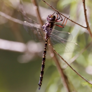 Austroaeschna multipunctata at Namadgi National Park - 25 Feb 2024