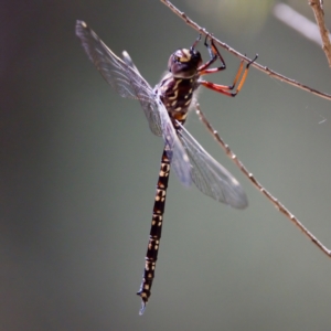 Austroaeschna multipunctata at Namadgi National Park - 25 Feb 2024