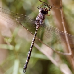 Austroaeschna multipunctata at Namadgi National Park - 25 Feb 2024