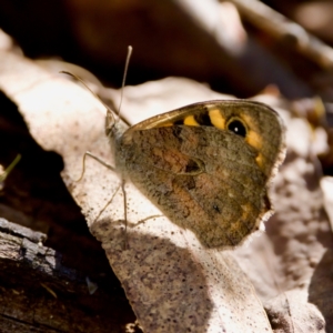 Geitoneura klugii at Namadgi National Park - 25 Feb 2024 03:17 PM