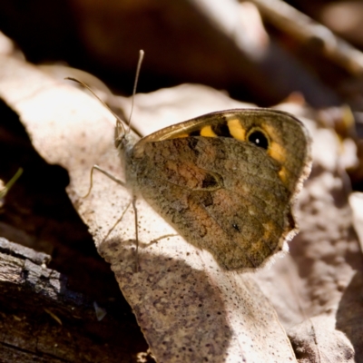 Geitoneura klugii (Marbled Xenica) at Cotter River, ACT - 25 Feb 2024 by KorinneM