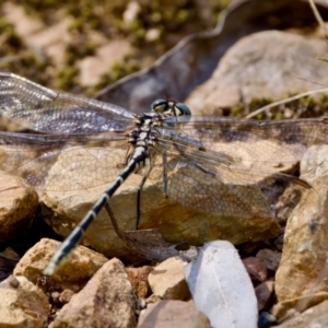 Austrogomphus guerini (Yellow-striped Hunter) at Cotter River, ACT by KorinneM