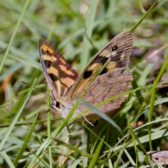 Heteronympha penelope (Shouldered Brown) at Cotter River, ACT - 25 Feb 2024 by KorinneM