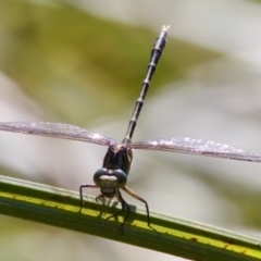 Austrogomphus guerini (Yellow-striped Hunter) at Namadgi National Park - 25 Feb 2024 by KorinneM