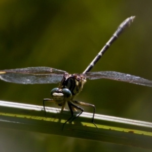 Austrogomphus guerini at Namadgi National Park - 25 Feb 2024