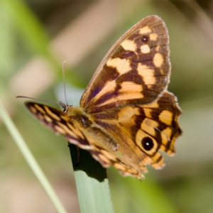 Heteronympha paradelpha at Namadgi National Park - 25 Feb 2024