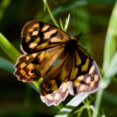 Heteronympha paradelpha at Namadgi National Park - 25 Feb 2024