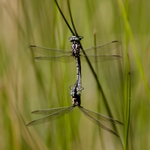 Austrogomphus guerini at Namadgi National Park - 25 Feb 2024 03:54 PM