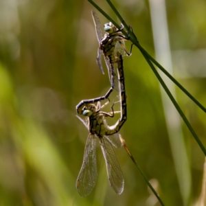 Austrogomphus guerini at Namadgi National Park - 25 Feb 2024 03:54 PM