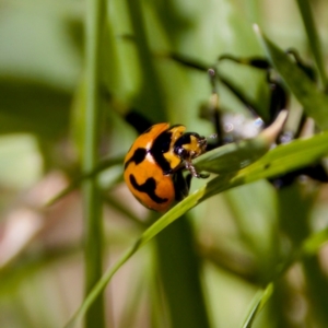 Coccinella transversalis at Namadgi National Park - 25 Feb 2024 03:55 PM