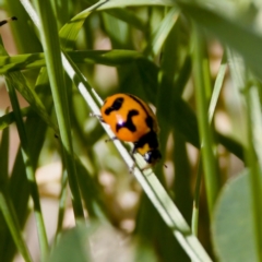 Coccinella transversalis at Namadgi National Park - 25 Feb 2024 03:55 PM