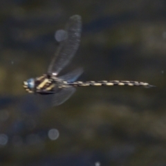 Notoaeschna sagittata at Namadgi National Park - 25 Feb 2024