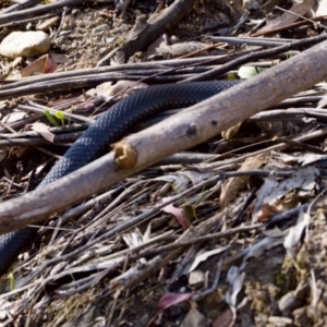 Pseudechis porphyriacus at suppressed by KorinneM