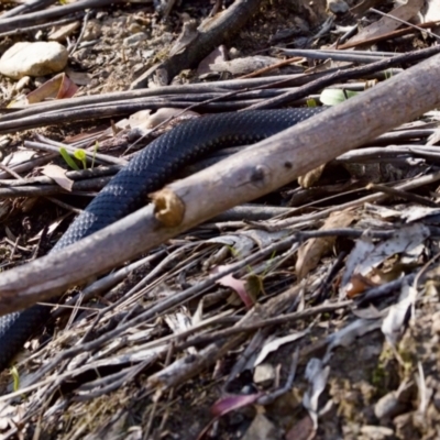 Pseudechis porphyriacus at Namadgi National Park - 25 Feb 2024 by KorinneM