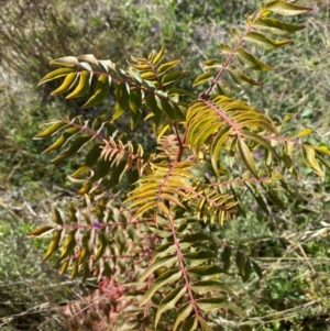 Pistacia chinensis at Molonglo River Reserve - 1 May 2024