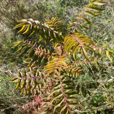 Pistacia chinensis (Chinese Pistachio) at Coombs, ACT - 1 May 2024 by SteveBorkowskis