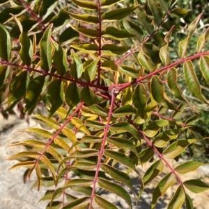 Pistacia chinensis at Molonglo River Reserve - 1 May 2024