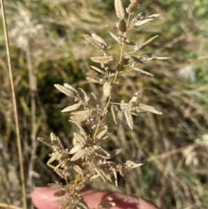 Eragrostis cilianensis at Whitlam, ACT - 1 May 2024