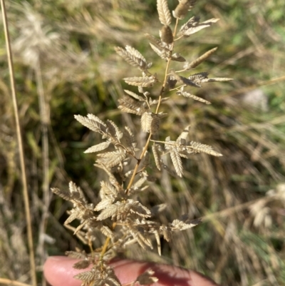 Eragrostis cilianensis (Stinkgrass) at Whitlam, ACT - 1 May 2024 by SteveBorkowskis