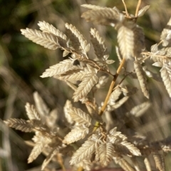 Eragrostis cilianensis at Whitlam, ACT - 1 May 2024